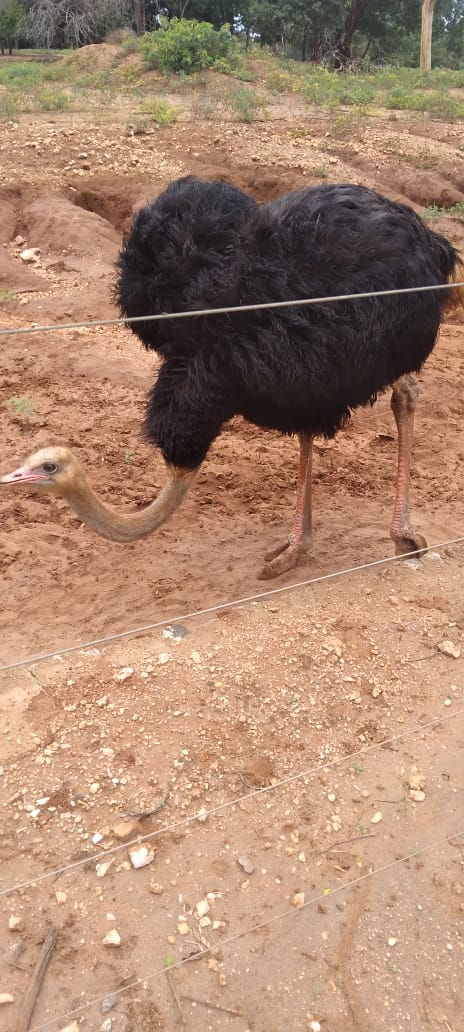 Security Fence 00016