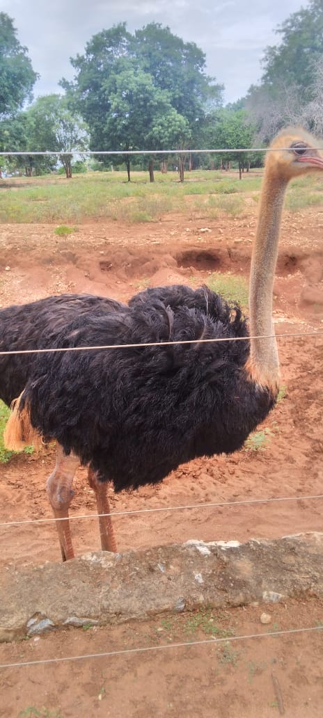 Security Fence 00017